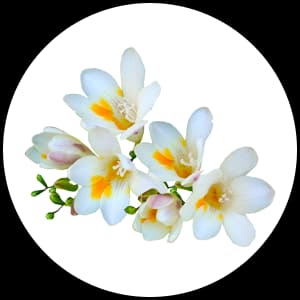 Freesia