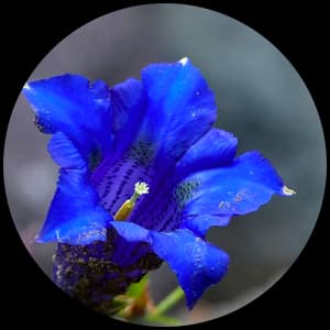 Gentian