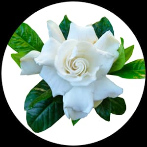 Gardenia