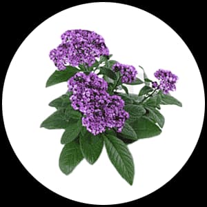 Heliotrope