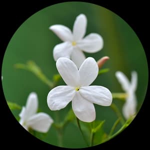 Jasmine