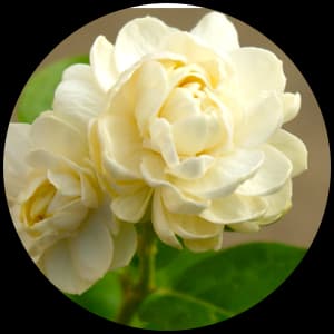 Jasmine Sambac