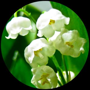 Lily Of The Valley