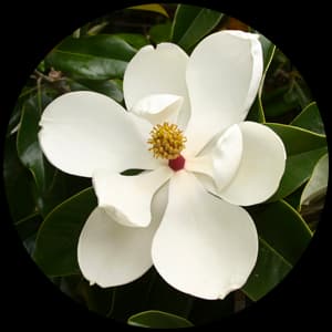 Magnolia
