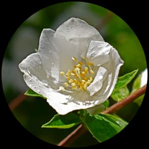 Mock Orange