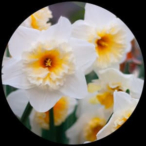Narcissus