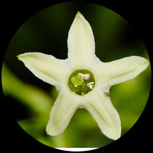 Night Blooming Jasmine