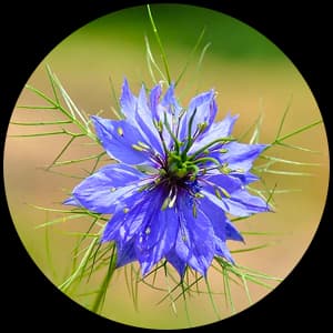 Nigella