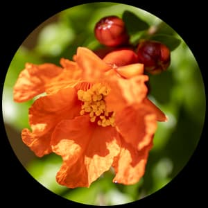 Pomegranate Blossom