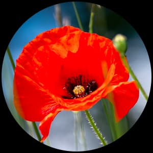 Poppy