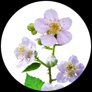 Raspberry Blossom