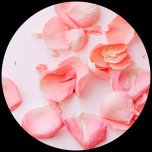 Rose Petal