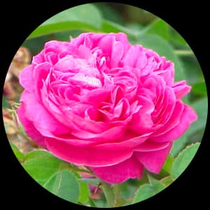 Rose Damascena