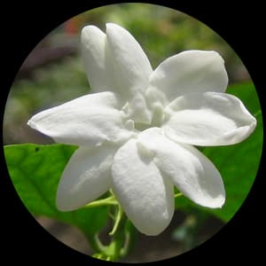 Sampaguita flower