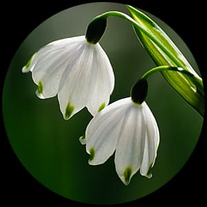 Snowdrops