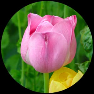 Tulip