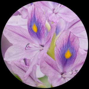 Water Hyacinth