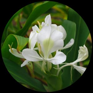 White Ginger Lily