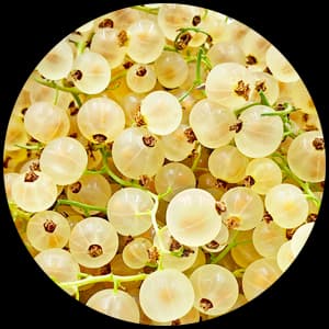 White Currant