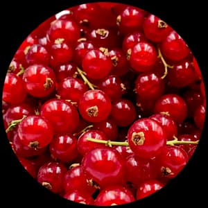 Red Currant