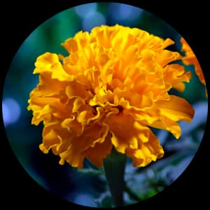 Marigold