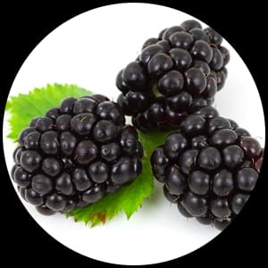 Dewberry