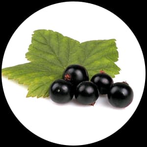 Blackcurrant