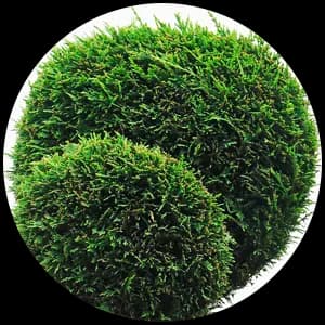 Boxwood