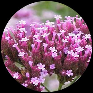 Verbena