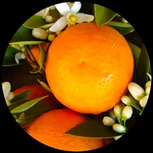 Orange And Lemon Tree Blossom