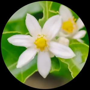 Lemon Blossom