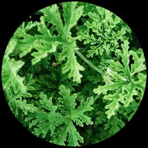 Citronella
