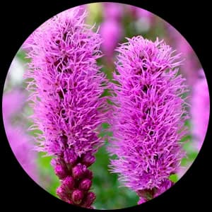 Liatris