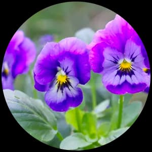 Violettyne (Violet leaves)