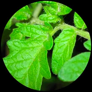 Tomato Leaf