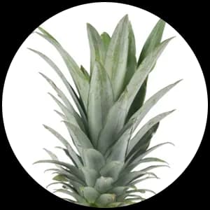 Pineapple leaves