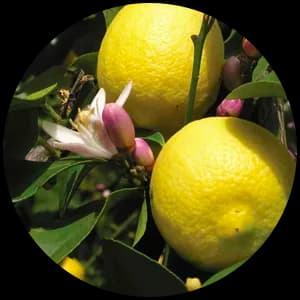 Lemon Petitgrain (Leaves)