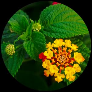 Lantana Leaf