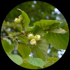 Hazelnut Leaf