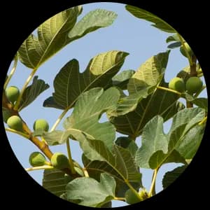 Fig Tree
