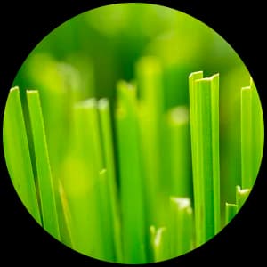 Fresh Cut Grass