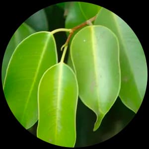 Ficus Leaves