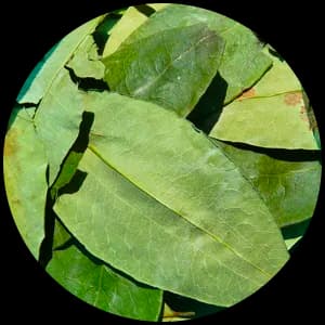 Coca Leaves