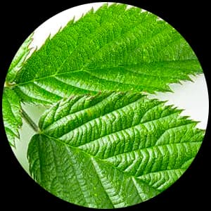 Blackberry Leaf