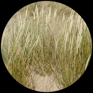 Ammophila (Beach Grass)