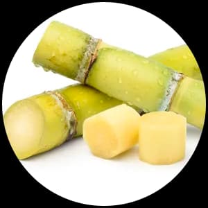 Sugar Cane