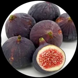 Fig