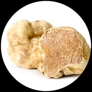 White Truffle