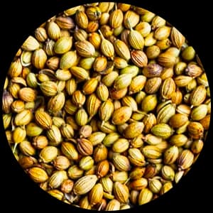Coriander