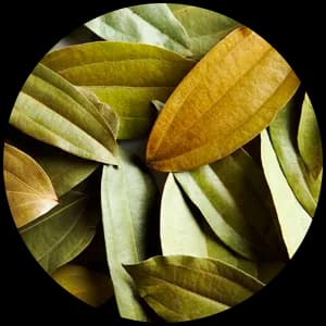 Cinnamon Leaf